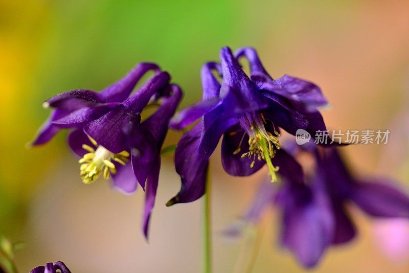 水仙花/耧斗菜花